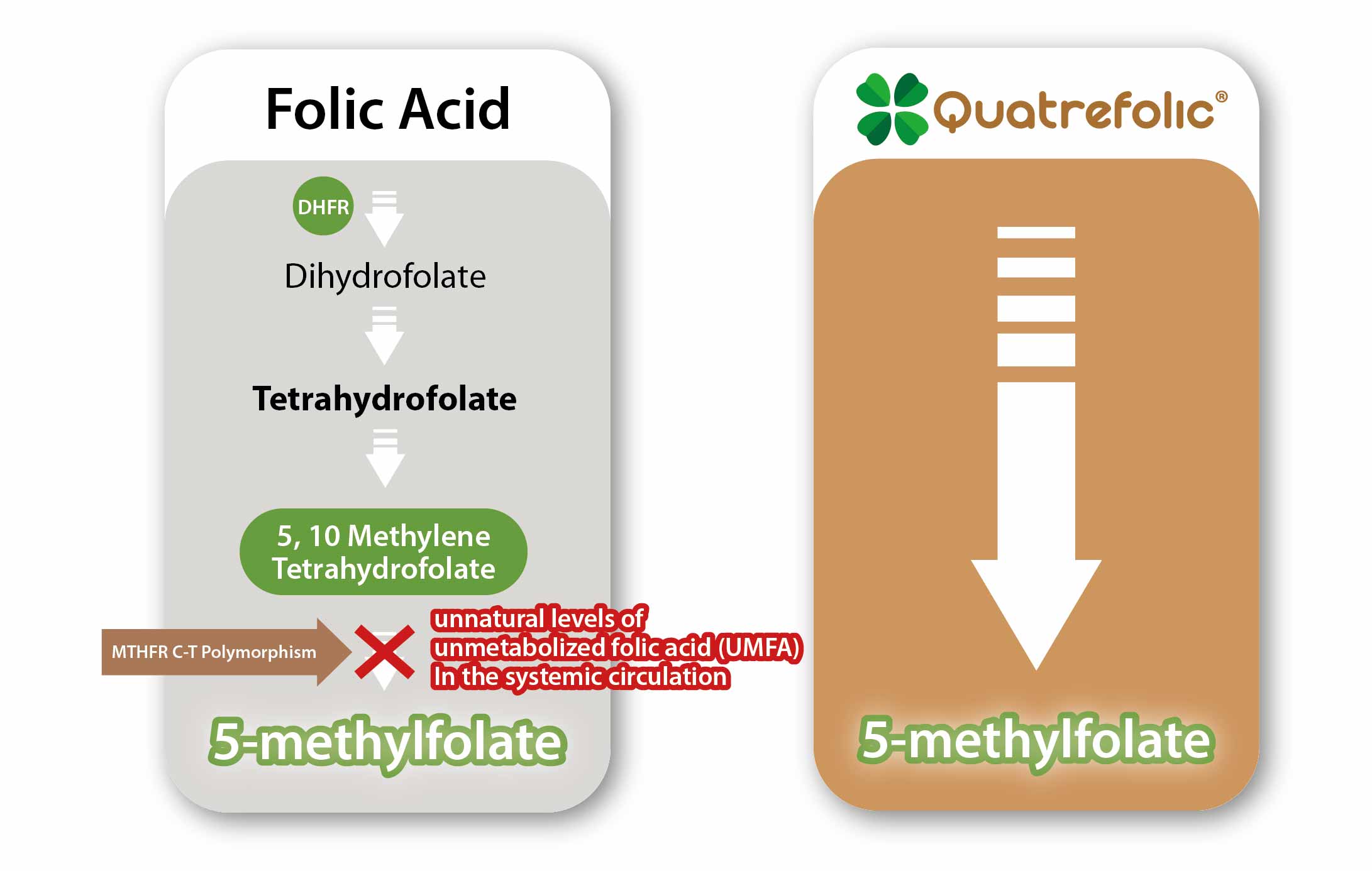 5-MTHF形式的活性葉酸可為最佳方案